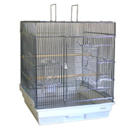 465インコ手のり　G　新価格